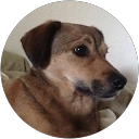 Patty Frederico profile picture